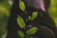 What Makes a Health Brand Feel Safe and Reliable